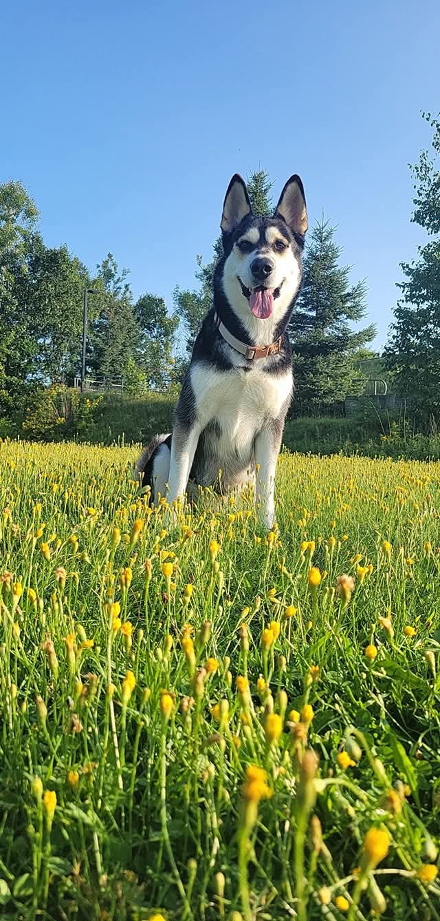 A happy dog sitting in a sunny field of wildflowers