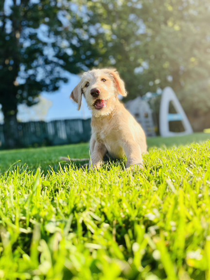 Wilson & Co dog enjoying the outdoors