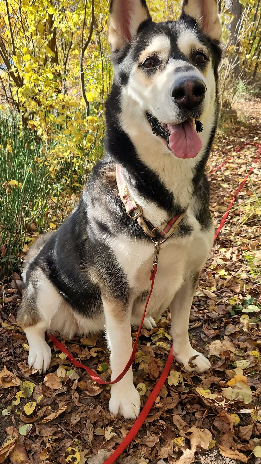 A happy dog sitting on an autumn forest trail